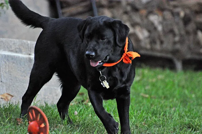 Sova Animal Hospital 9