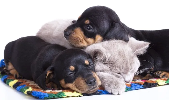 Valley Animal Rehabilitation 3