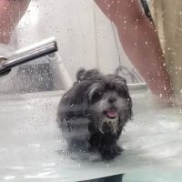 Valley Animal Rehabilitation ico