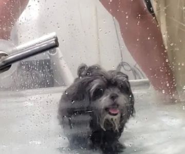 Valley Animal Rehabilitation
