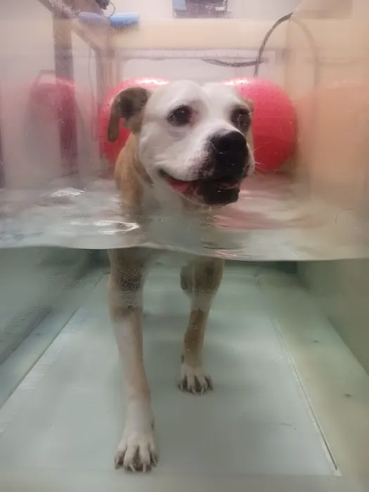 Valley Animal Rehabilitation 2