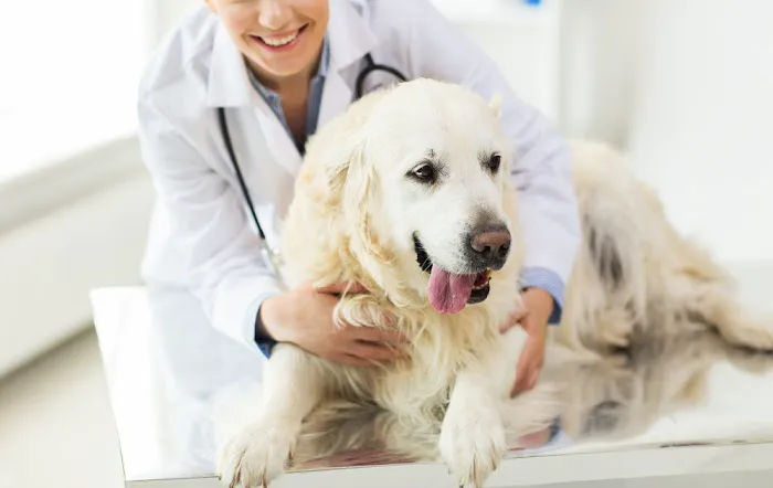 Valley Animal Hospital 1