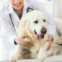 Valley Animal Hospital ico