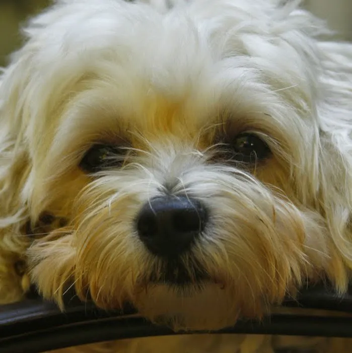 Roseland Animal Care 4