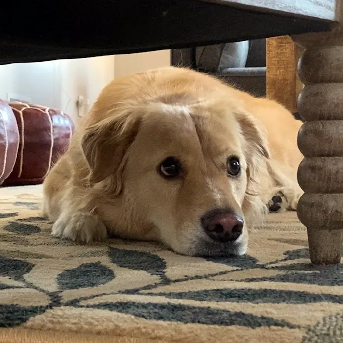 Franklin Lakes Animal Hospital 1