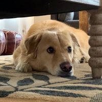 Franklin Lakes Animal Hospital ico