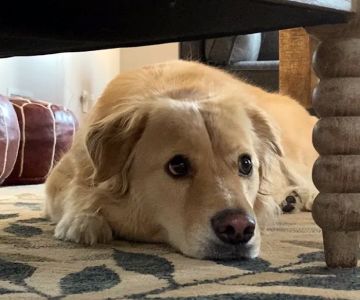 Franklin Lakes Animal Hospital