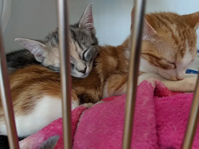 Franklin Lakes Animal Hospital 4