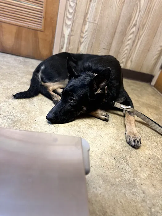 Ringwood Animal Hospital 8