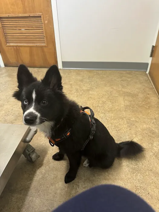 Ringwood Animal Hospital 7
