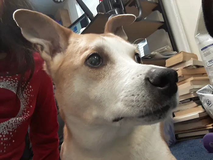 Ringwood Animal Hospital 10