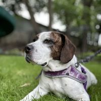 Verona Animal Hospital ico