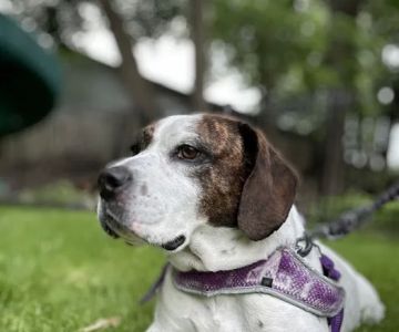 Verona Animal Hospital