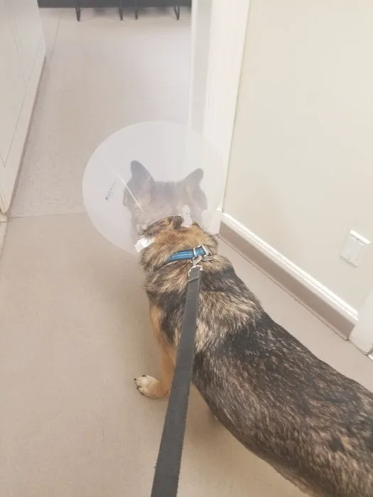 Verona Animal Hospital 7