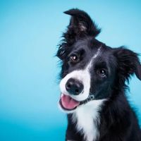 Midland Park Veterinary Hospital ico