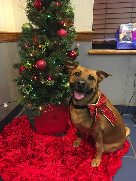 VCA Ridgewood Veterinary Hospital 10