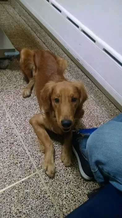 Foster Animal Hospital 4