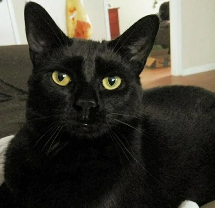 Foster Animal Hospital 9