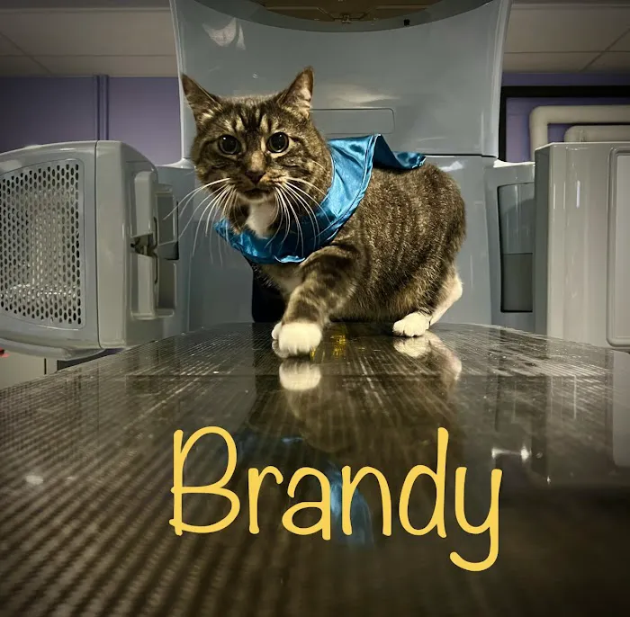 PetCure Oncology at Veterinary Radiosurgery and Imaging Center 12