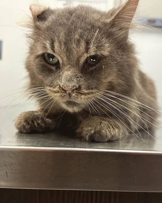 Eastside Veterinary Hospital 2