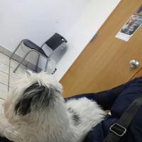 Eastside Veterinary Hospital ico