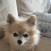 Animal Clinic East ico