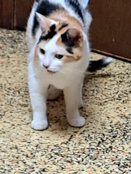 North Suburban Veterinary Hospital 10