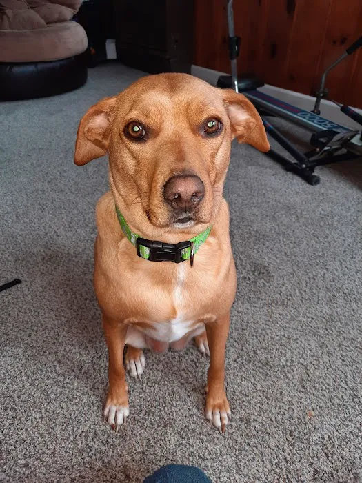 Harper Woods Veterinary Hospital: Katlein Joel DVM 1