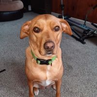 Harper Woods Veterinary Hospital: Katlein Joel DVM ico