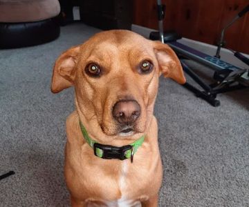 Harper Woods Veterinary Hospital: Katlein Joel DVM