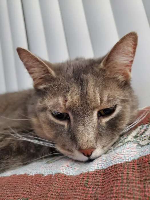 Harper Woods Veterinary Hospital: Katlein Joel DVM 2