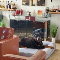 Animal Emergency & Crtcl Care: Christiansen Jeff DVM ico