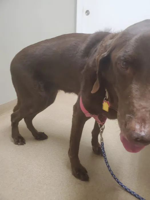 Animal Emergency & Crtcl Care: Christiansen Jeff DVM 12