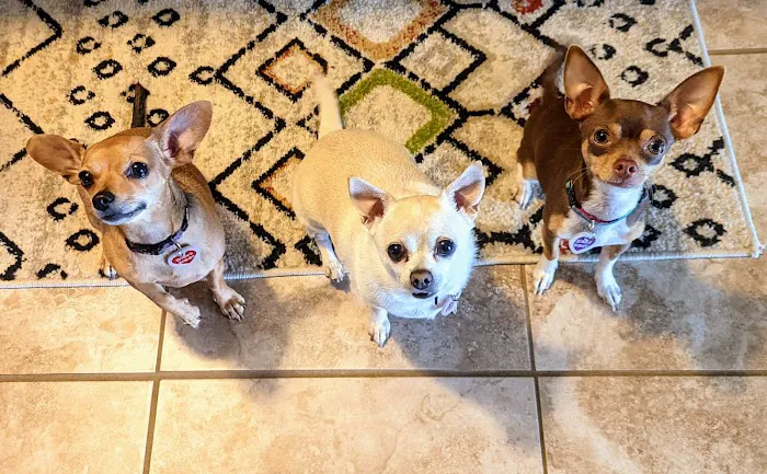Affordable Vet Care 1