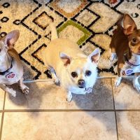 Affordable Vet Care ico