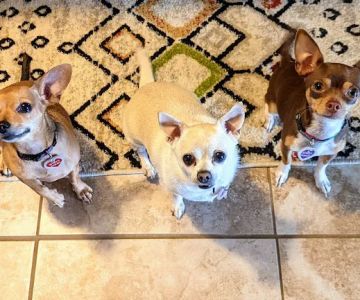 Affordable Vet Care