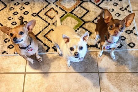 Affordable Vet Care