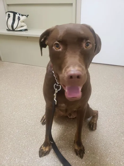 Affordable Vet Care 2