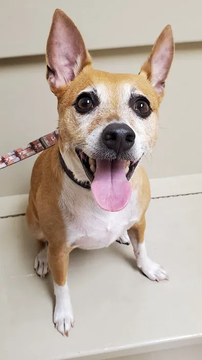 Affordable Vet Care 9