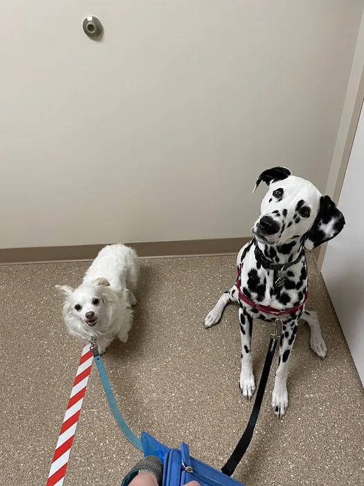 Affordable Vet Care 8
