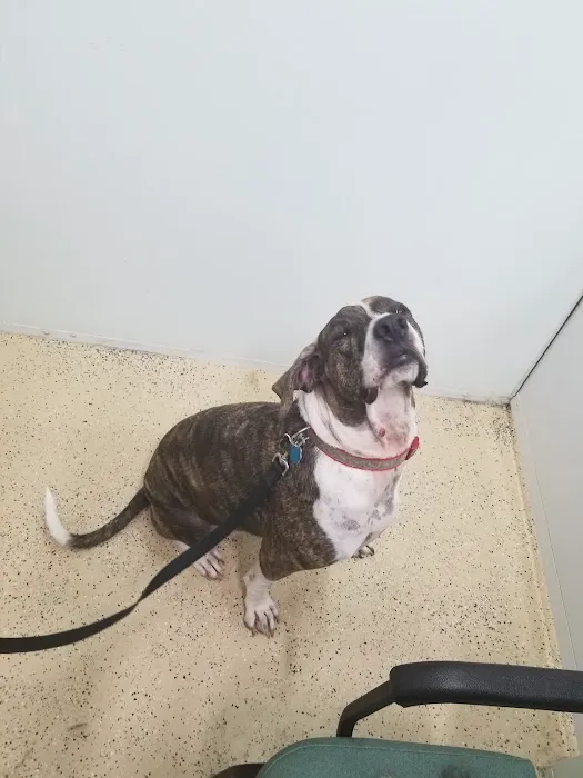 Brevard Aid To Animals 2