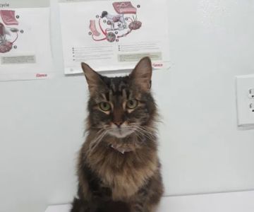 Brevard Aid To Animals
