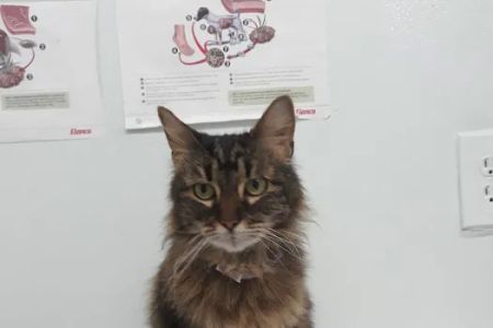 Brevard Aid To Animals