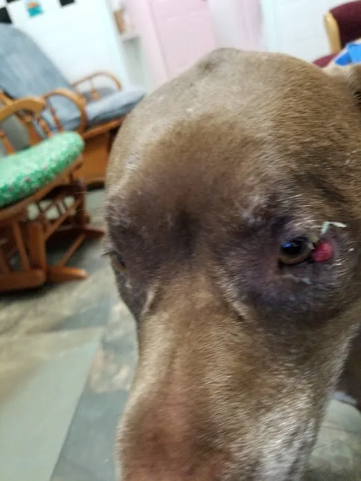 Brevard Aid To Animals 8