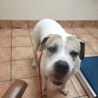 Aloha Pet and Bird Hospital ico