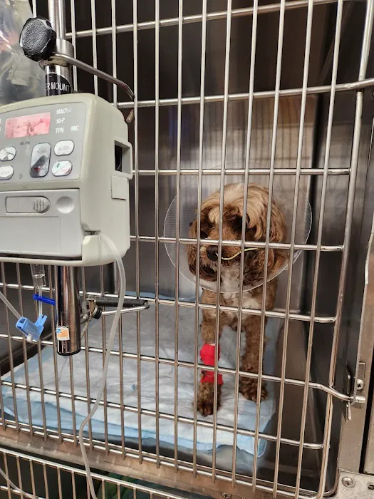 Aloha Pet and Bird Hospital 10