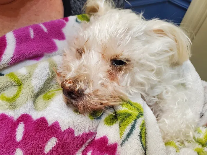 Florida Aid To Animals 3