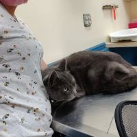Florida Aid To Animals ico