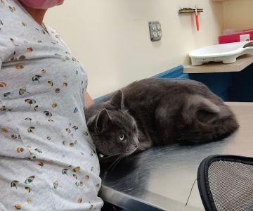 Florida Aid To Animals