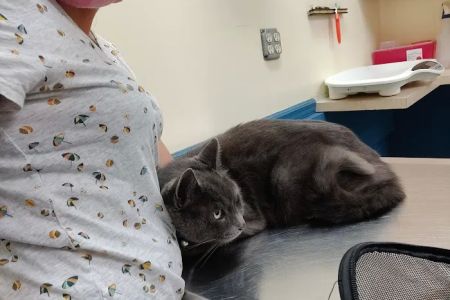Florida Aid To Animals